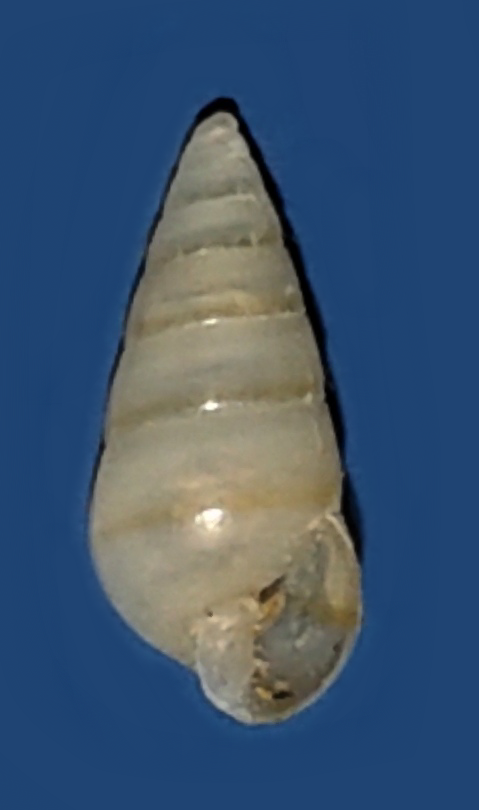 Tiberia minuscola